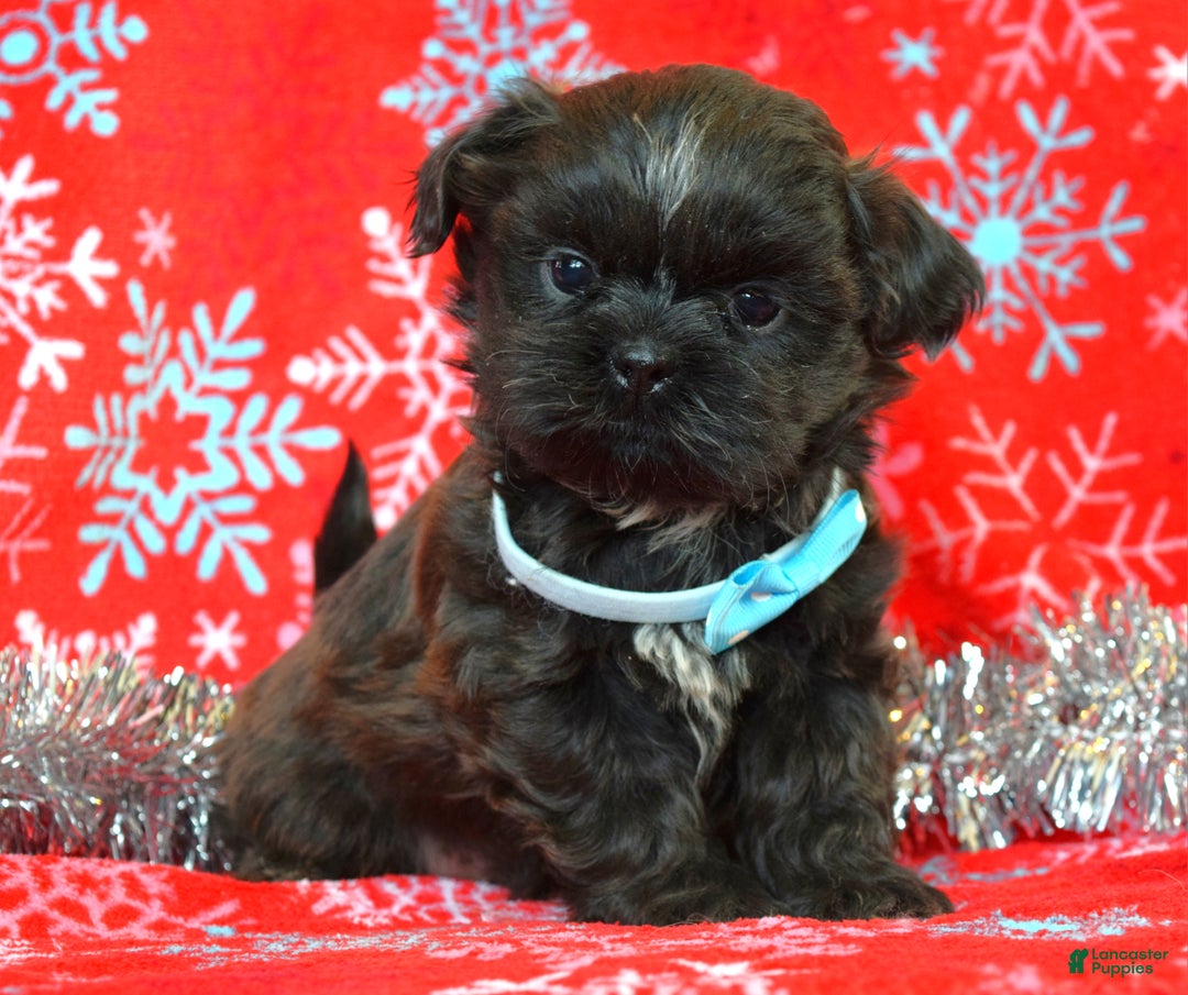 Shih Tzu dogs for sale: Toby - Ad 7