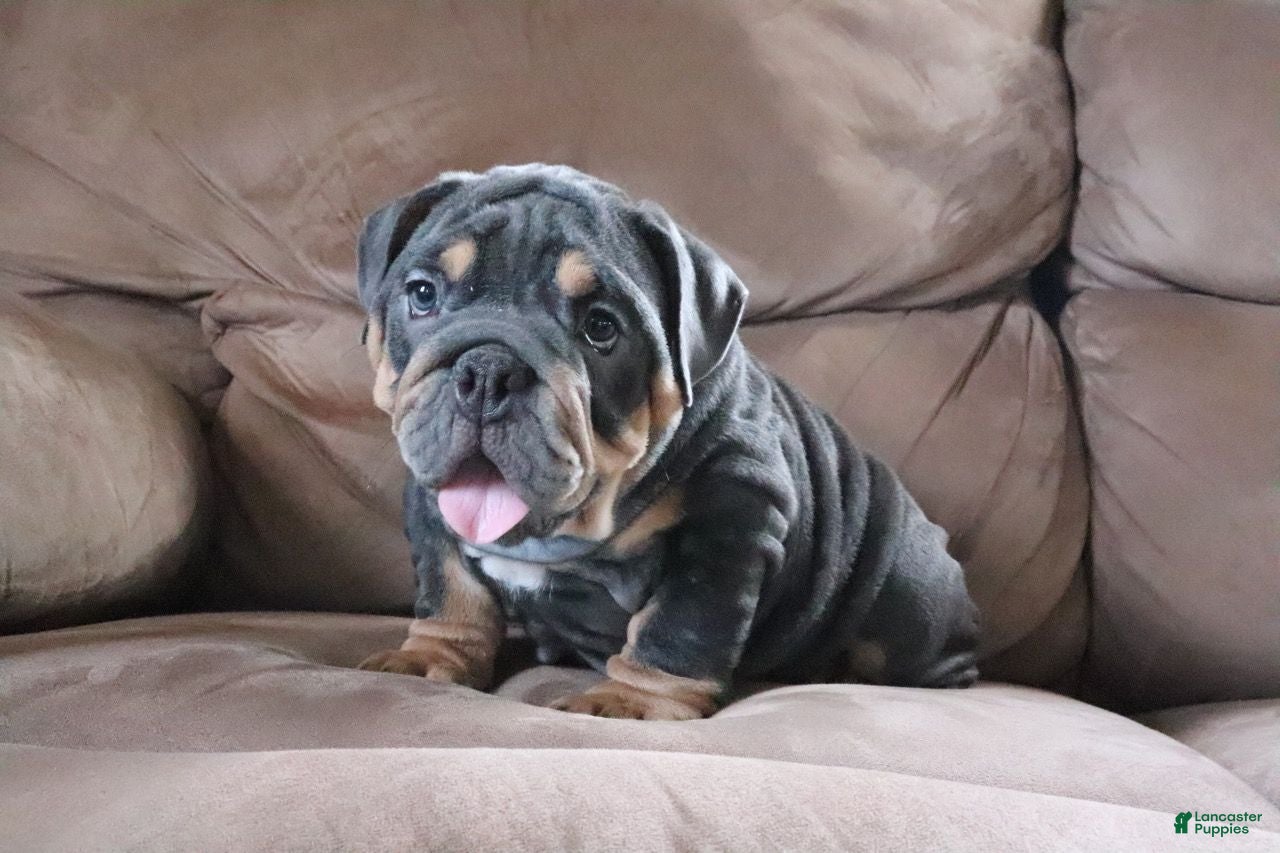 English Bulldog dogs Spike - Ad 2