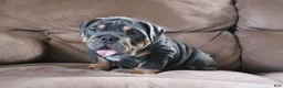 English Bulldog dogs for sale: Spike - Ad 2