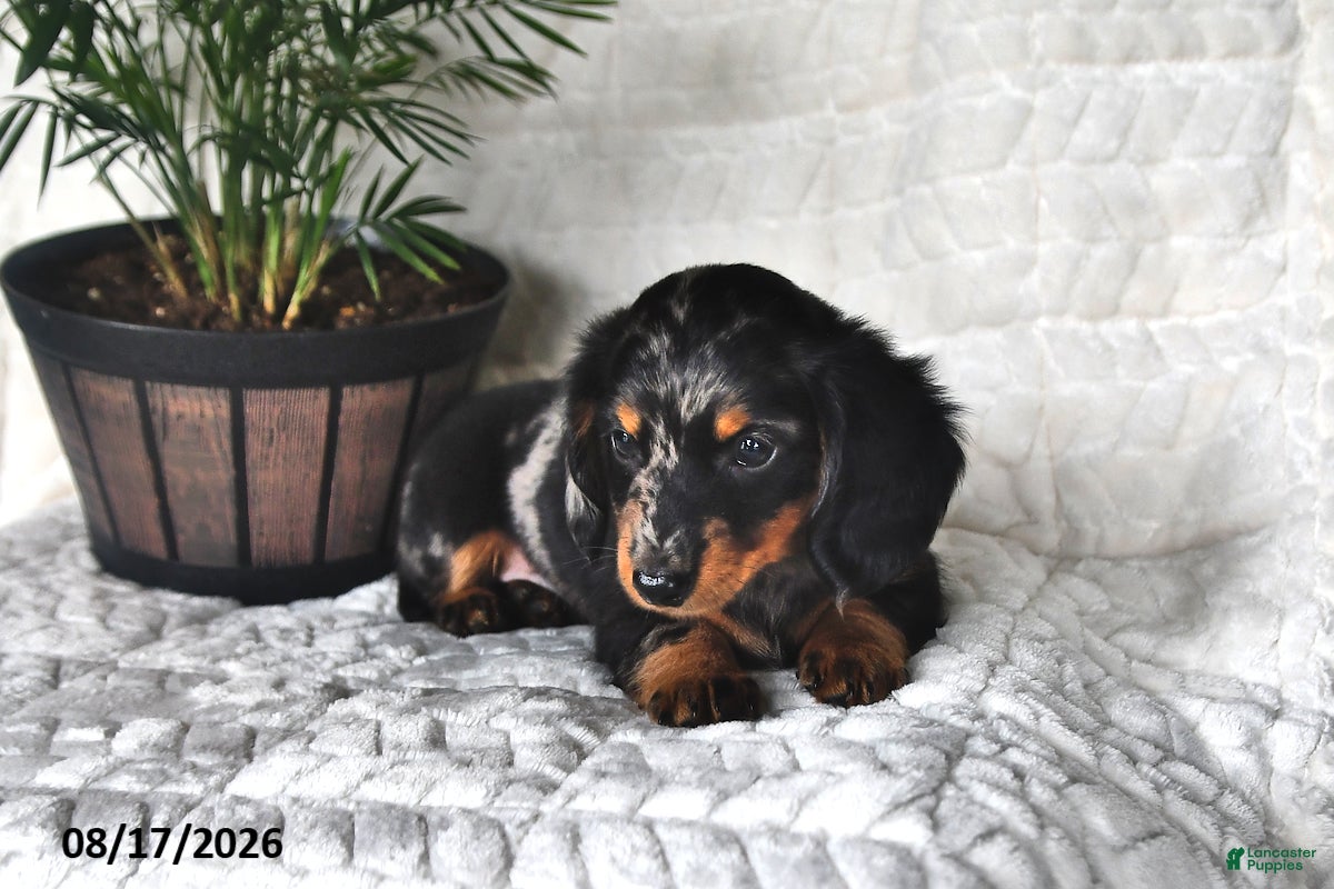 Miniature Dachshund dogs Dusty - Ad 2