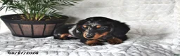 Miniature Dachshund dogs for sale: Dusty - Ad 2