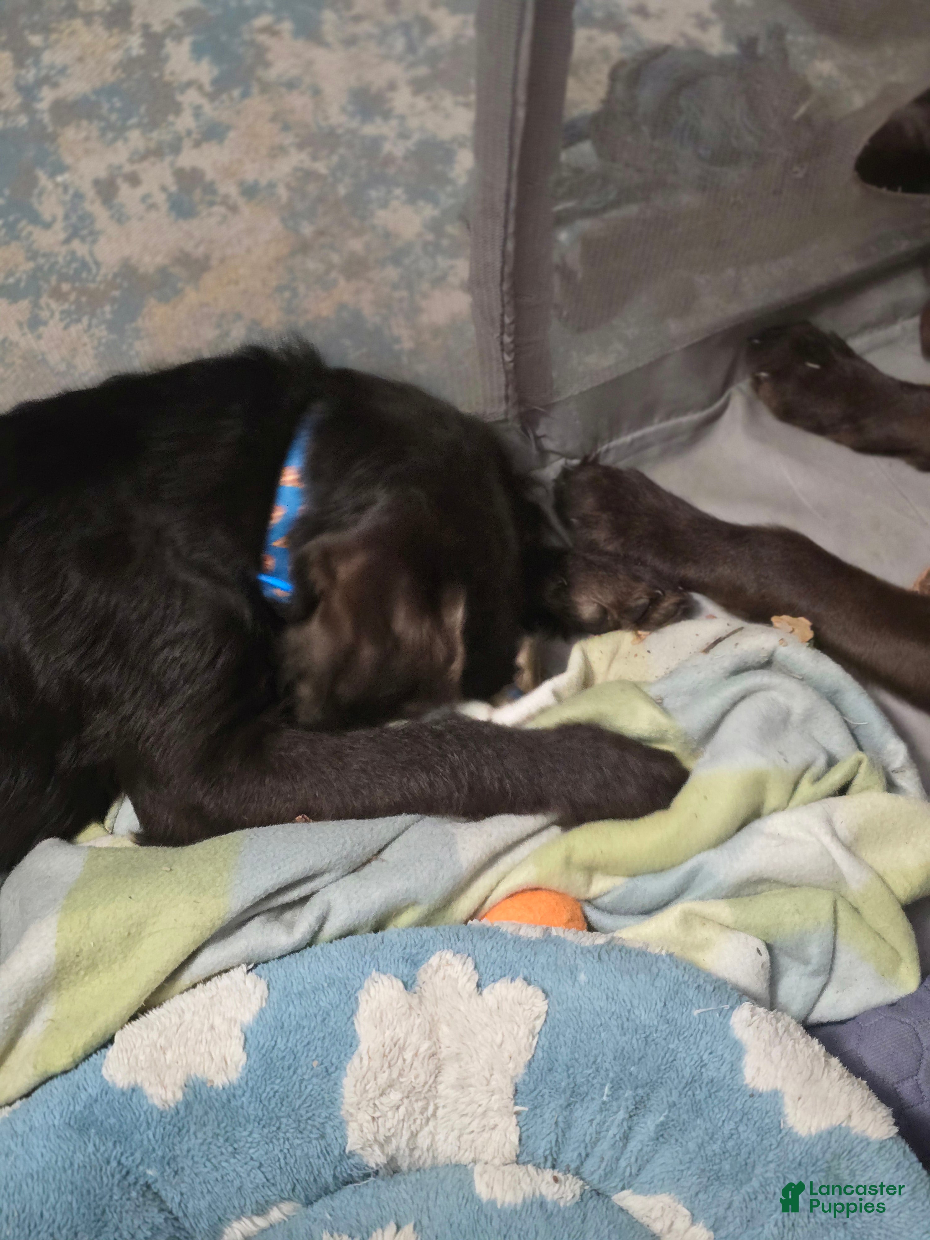 Labradoodle dogs Indy - Ad 2