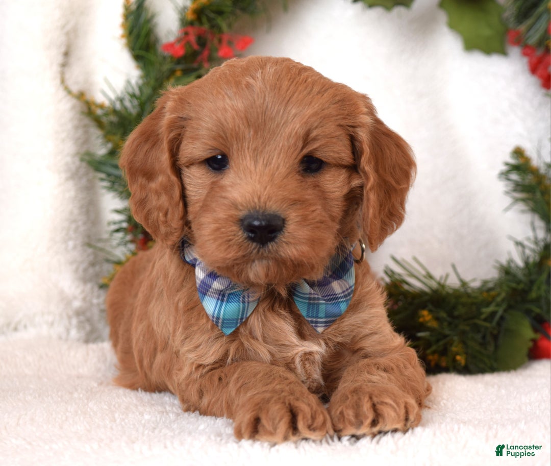 Cavapoo dogs for sale: Canyon - Ad 9