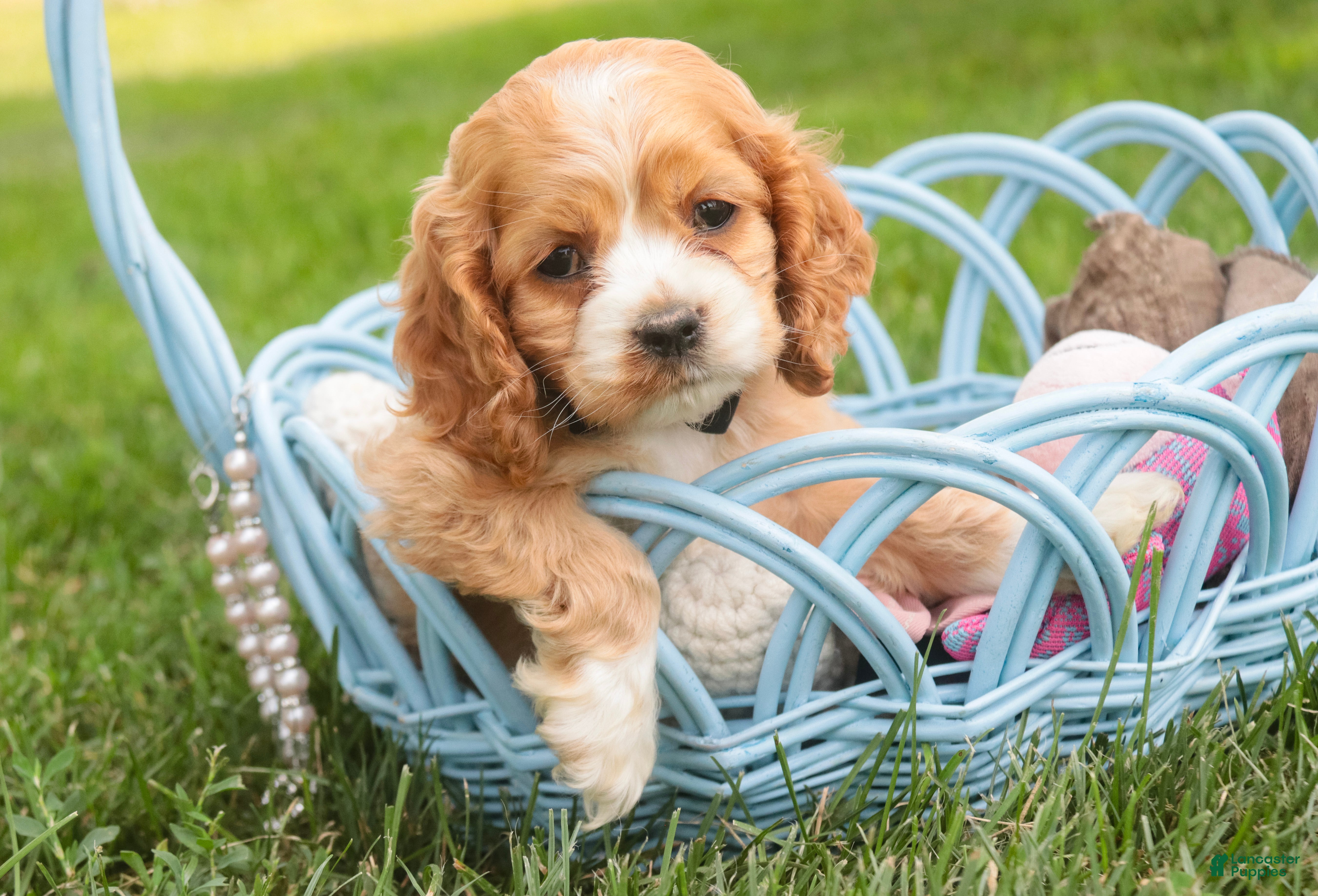 Cocker Spaniel dogs April Cocker Spaniel  - Ad 2