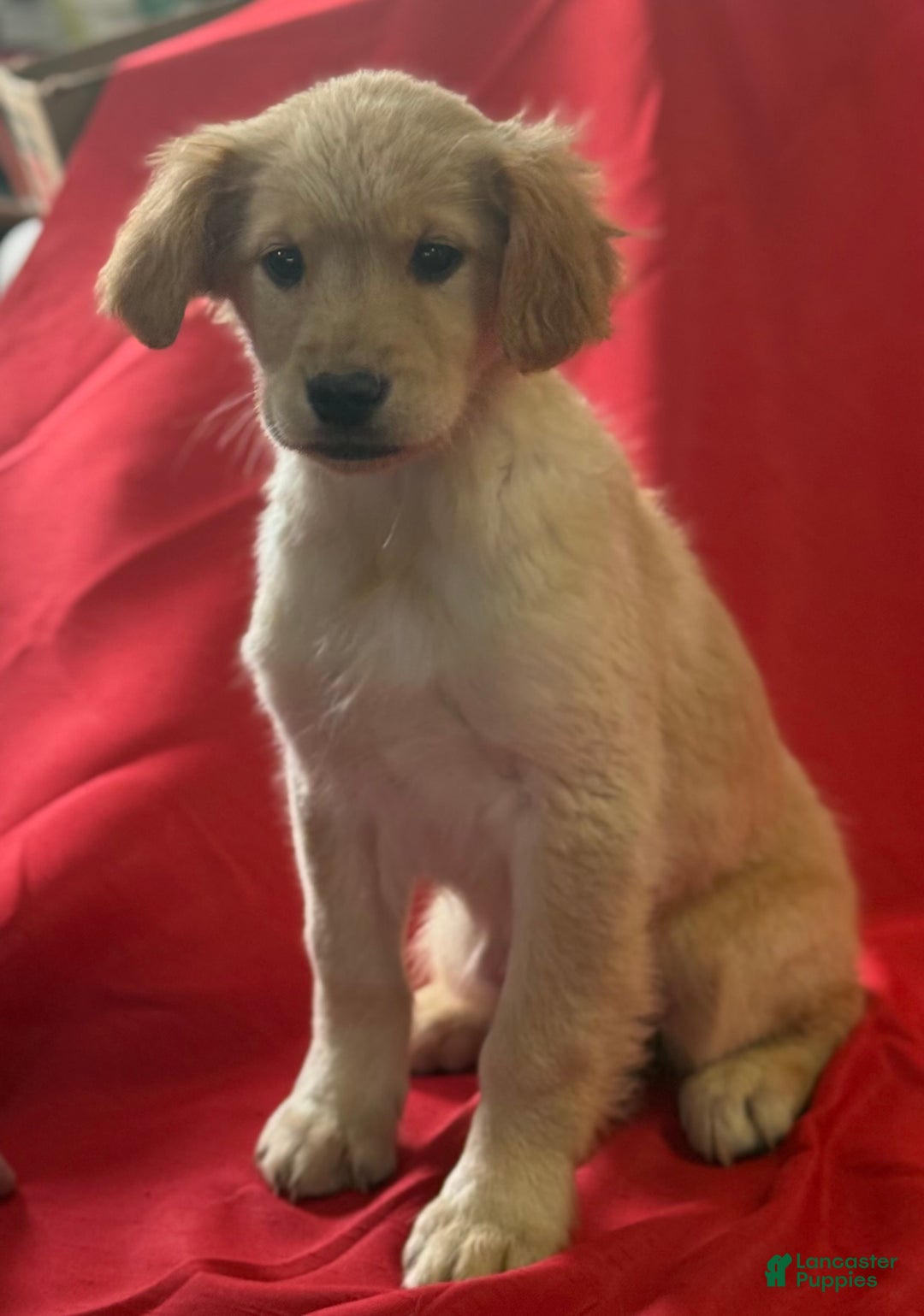 Golden Retriever dogs for sale: Betsy - Ad 4