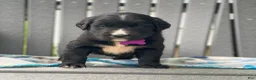 Mixed Breed dogs for sale: Willow - Ad 2