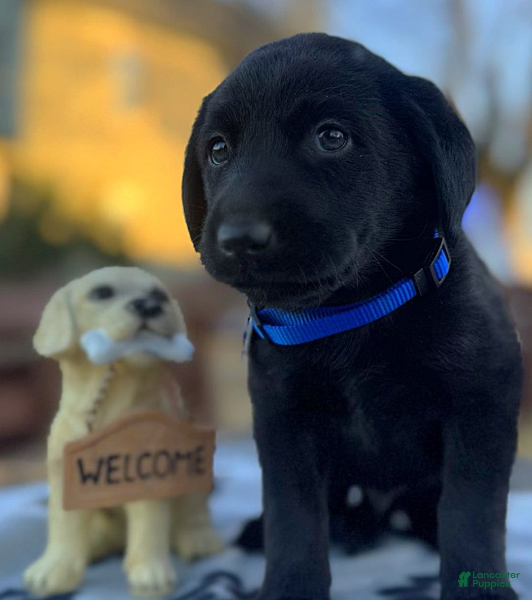 Labrador Retriever dogs for sale: Labrador Retriever Puppy 1 - Ad 10