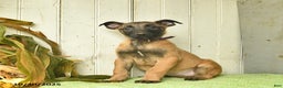 Belgian Malinois dogs for sale: Pearl  - Ad 6