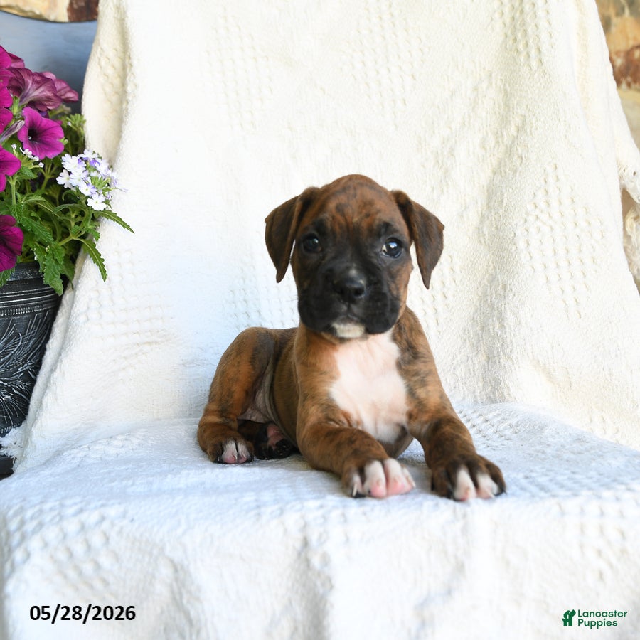 Boxer dogs Rain - Ad 2