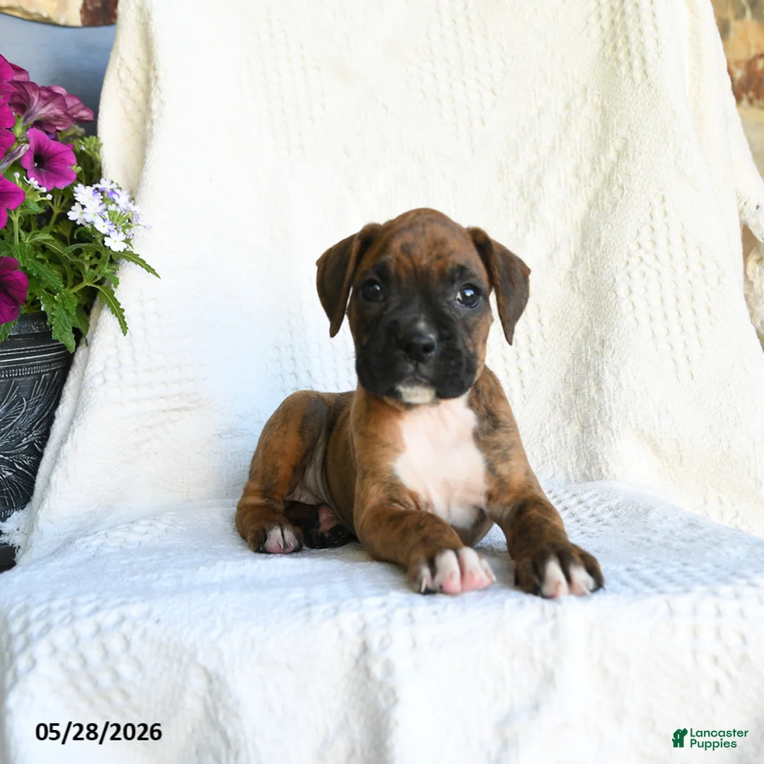 Boxer dogs for sale: Rain - Ad 2