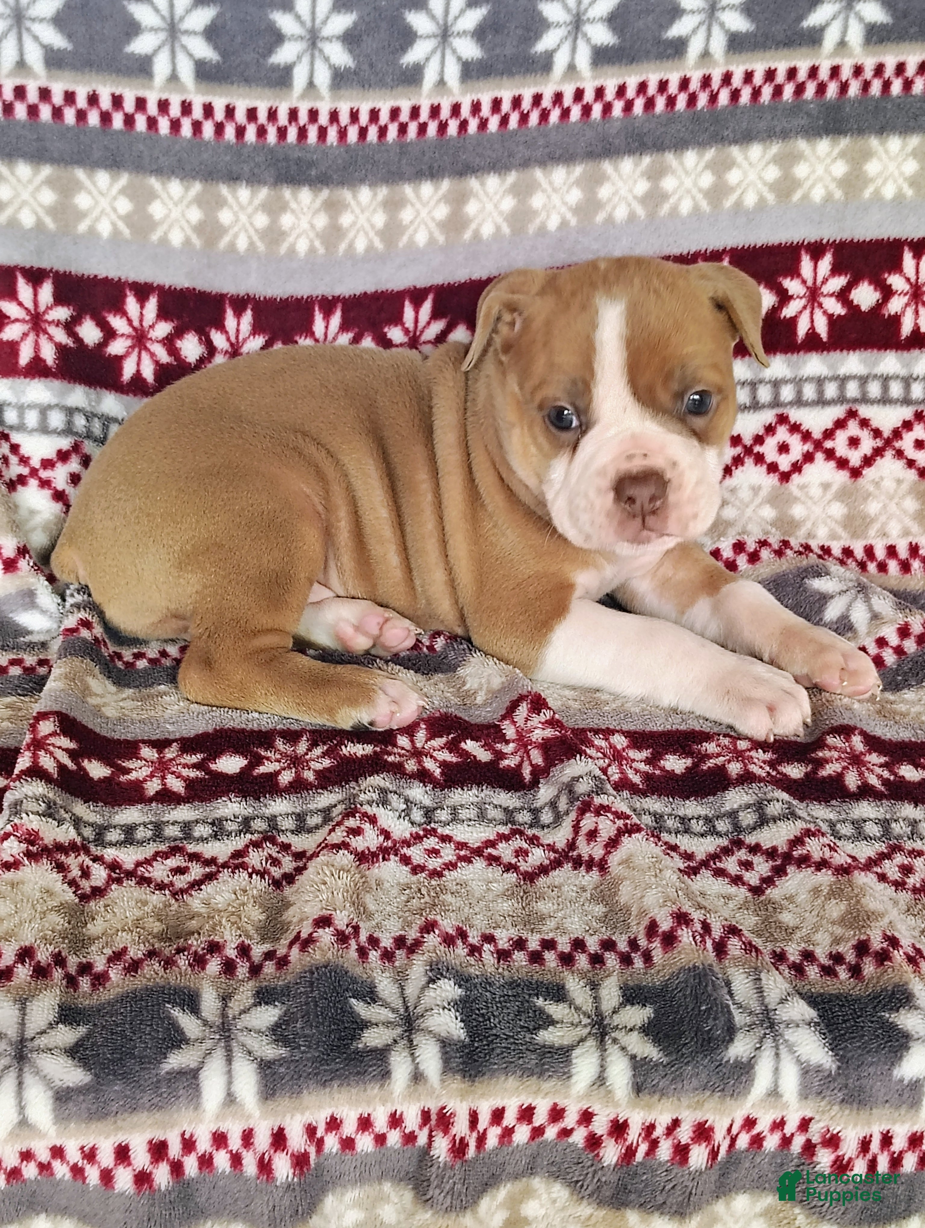 Olde English Bulldogge dogs Sophie - Ad 4