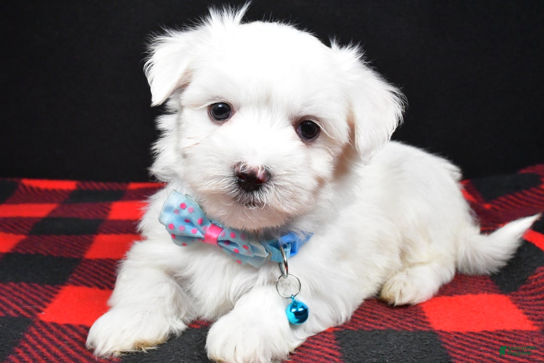 Maltese dogs for sale: Mahomes - Ad 1