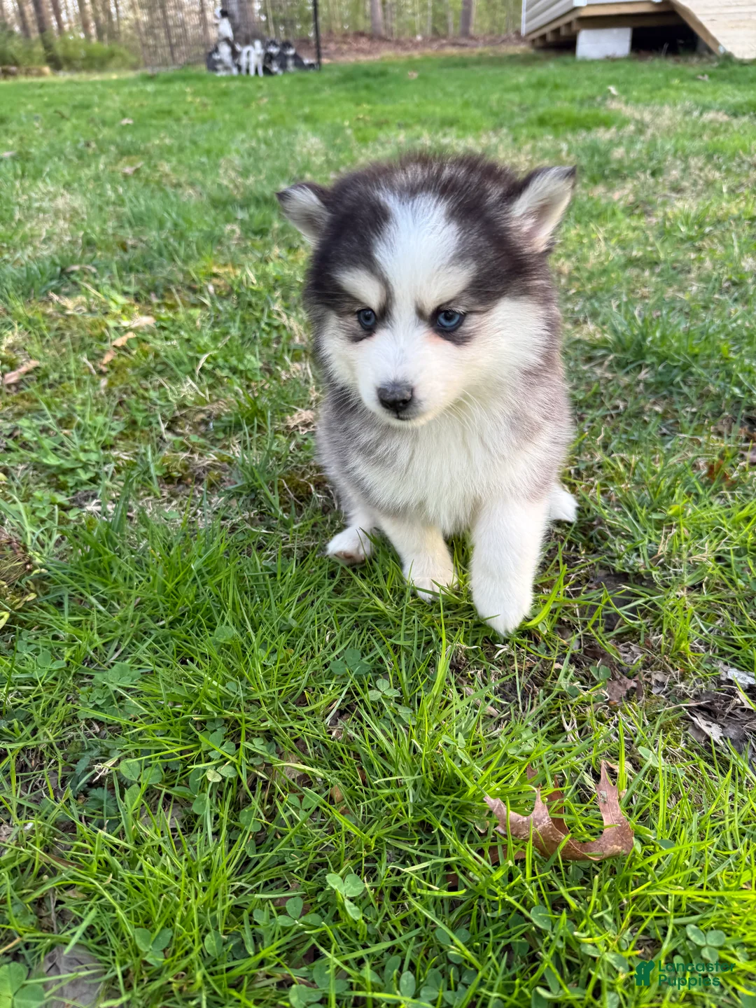 Pomsky dogs for sale: Pomsky Puppy 2 - Ad 1