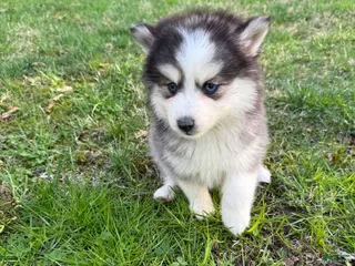 Pomsky dogs Pomsky Puppy 2 - Ad 14