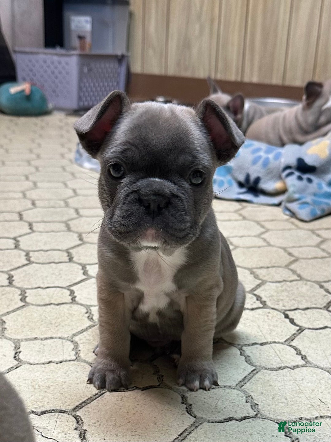 French Bulldog dogs for sale: Georgio - Ad 1