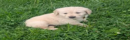 Golden Retriever dogs for sale: Charlie - Ad 7