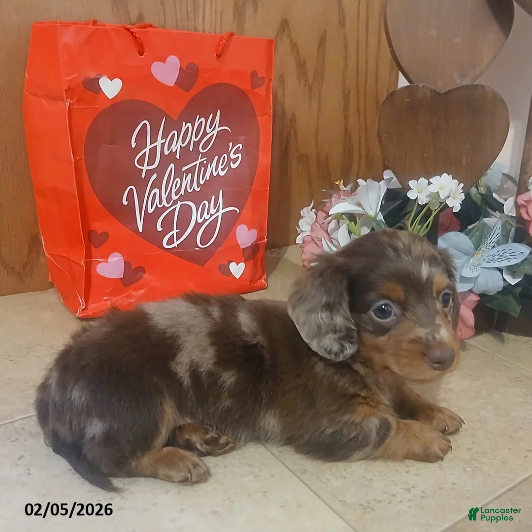 Miniature Dachshund dogs for sale: Sweetie - Ad 3