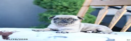 Pug dogs for sale: Lassie - Ad 1