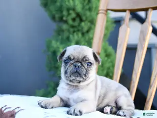 Pug dogs for sale: Lassie - Ad 4