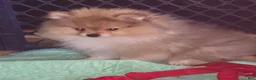 Pomeranian dogs for sale: Bo Pomeranian  - Ad 3