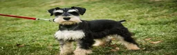 Miniature Schnauzer dogs for sale: Johann - Ad 10