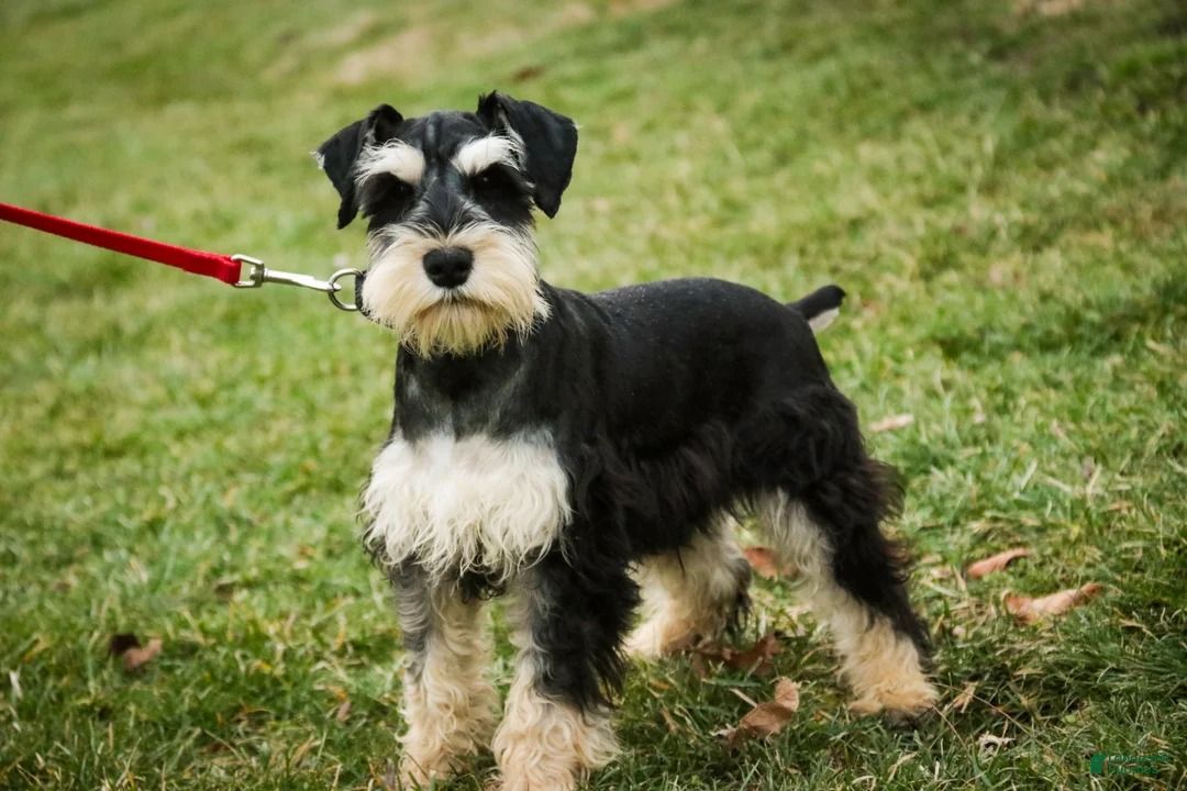 Miniature Schnauzer dogs for sale: Johann - Ad 10