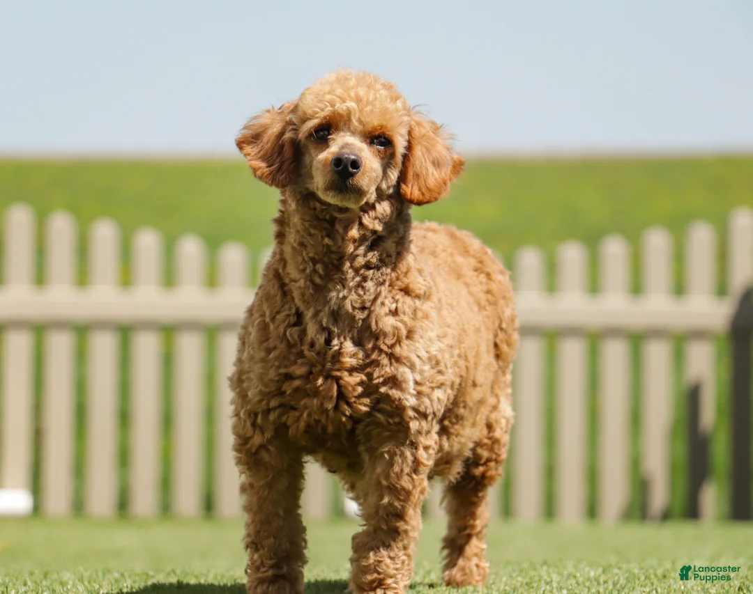 Miniature Poodle dogs for sale: Lorene - Ad 8