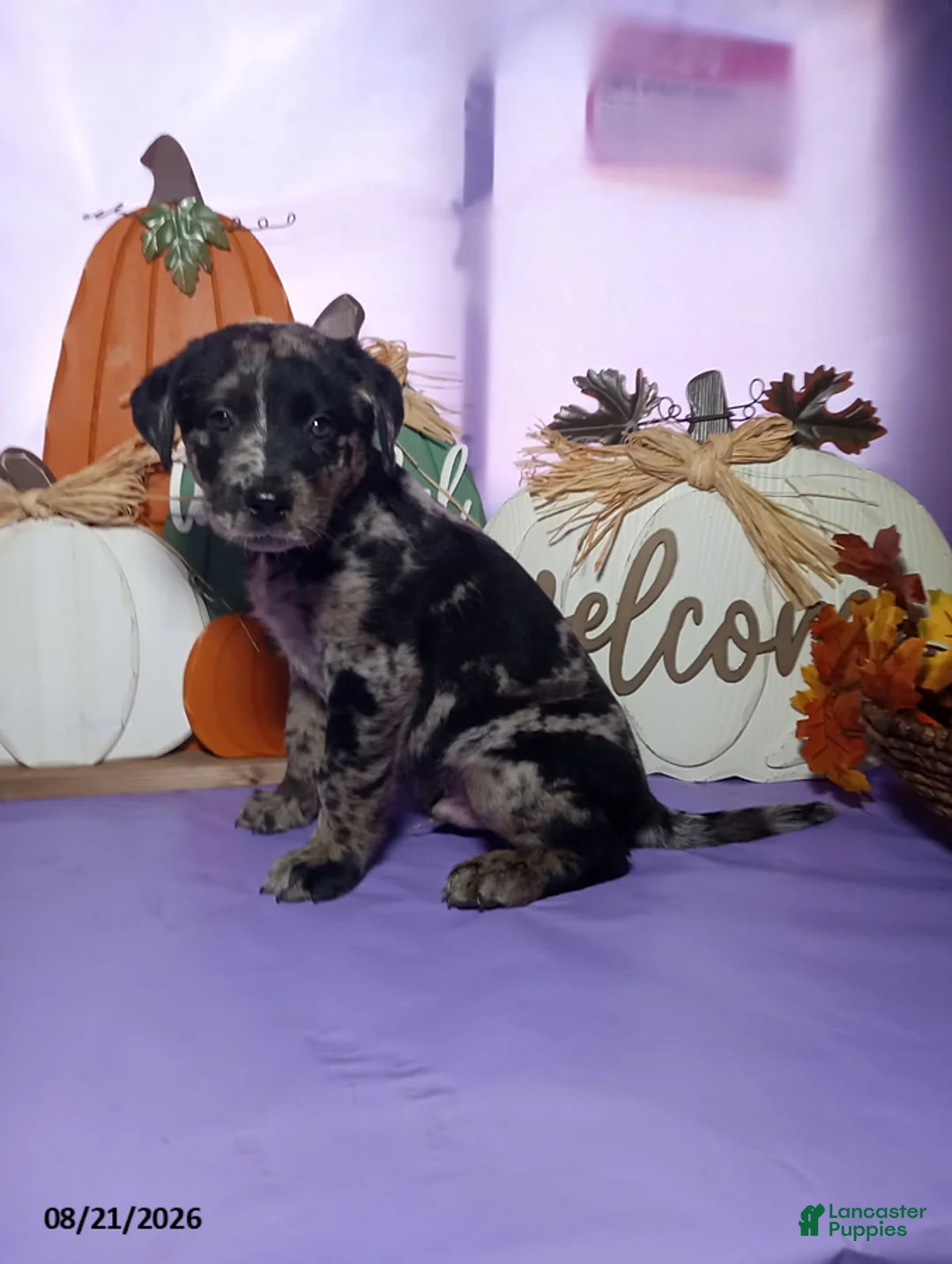 Mixed Breed dogs for sale: Patches - Ad 4