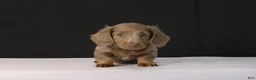 Dachshund dogs for sale: Bobby - Ad 4