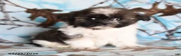 Shih Tzu dogs for sale: Candy - Ad 3