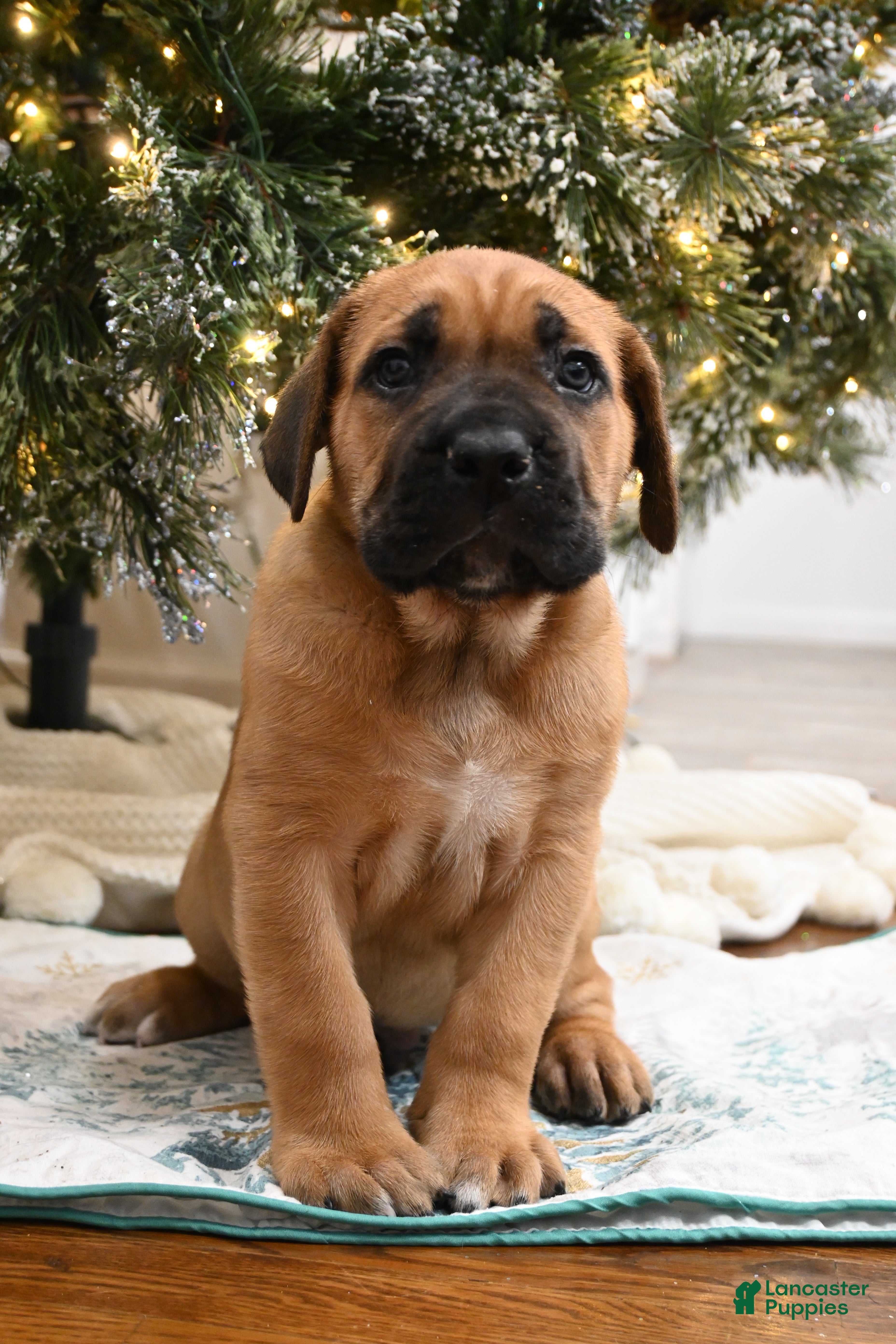 Cane Corso dogs Cali Jr.  - Ad 40