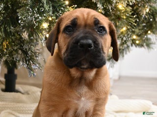 Cane Corso dogs Cali Jr. - Ad 33