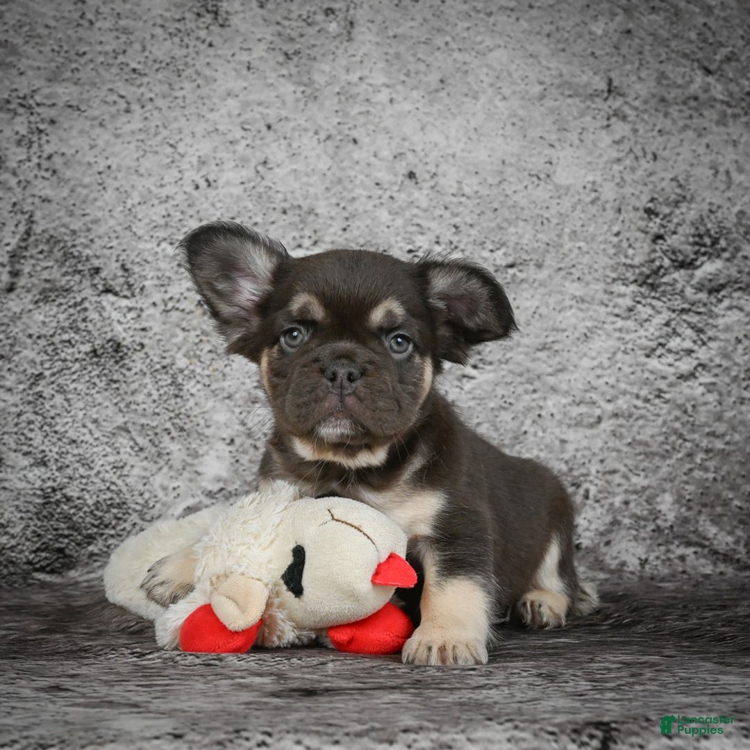 French Bulldog dogs for sale: Bridgitte - Ad 4