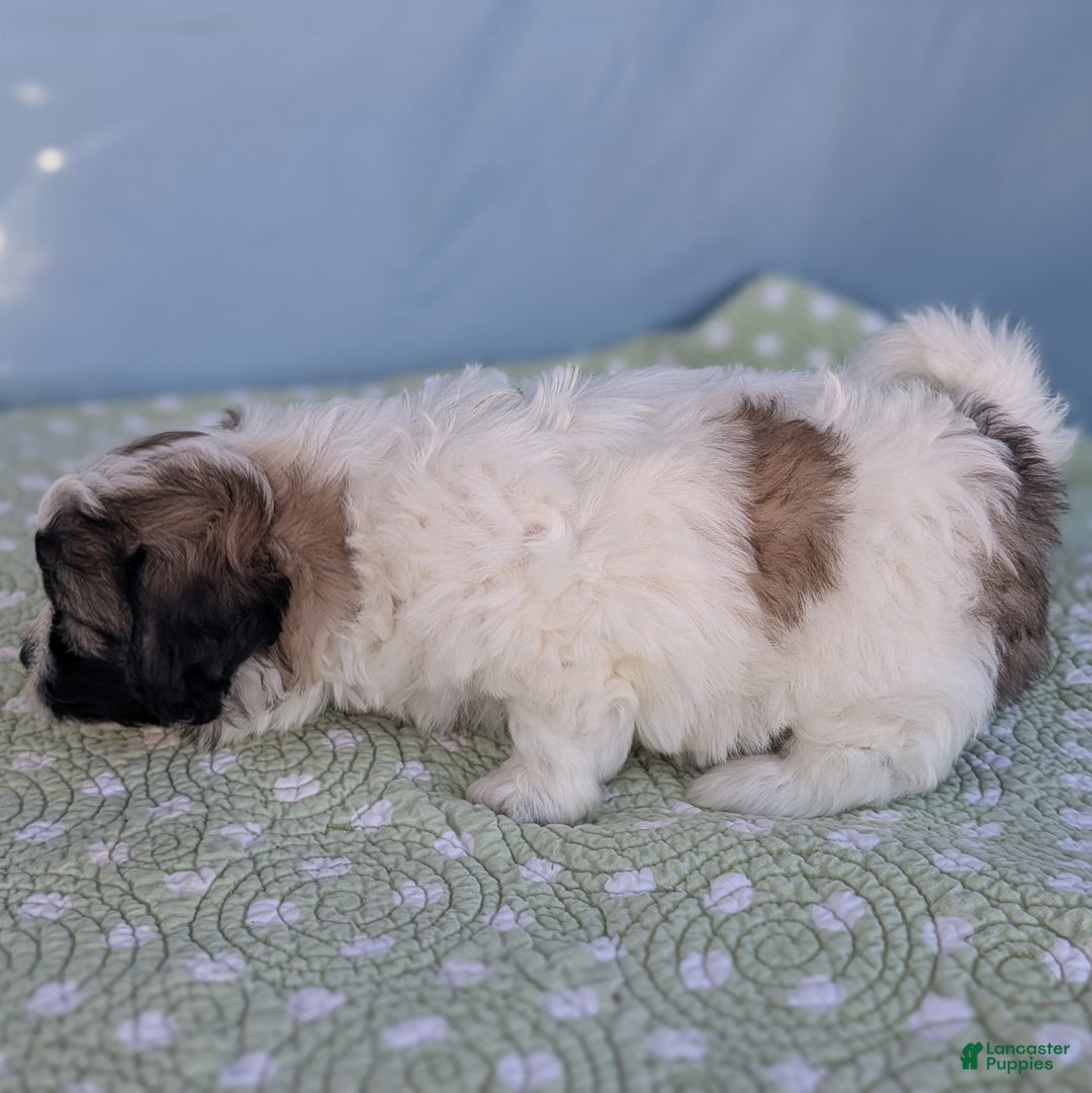 Teddy Bear dogs for sale: Nimbus - Ad 8