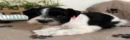 Miniature Schnauzer dogs for sale: Red ID Boy - Ad 3