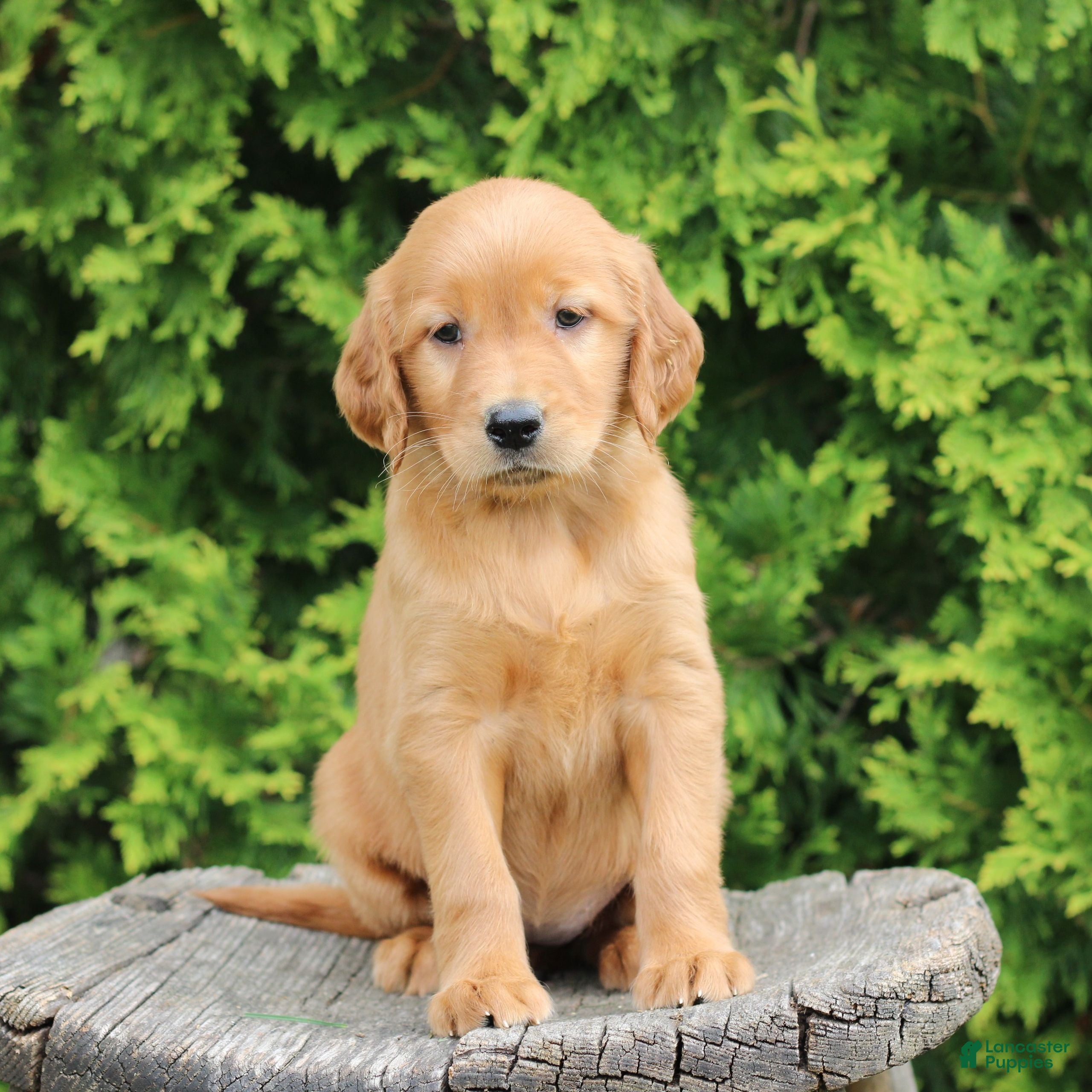 Mixed Breed dogs Wynn  - Ad 1