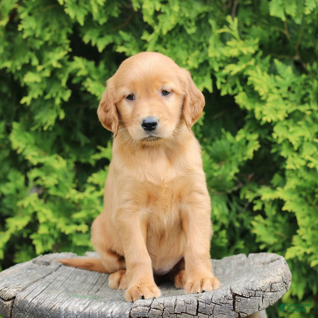 Mixed Breed dogs for sale: Wynn  - Ad 1