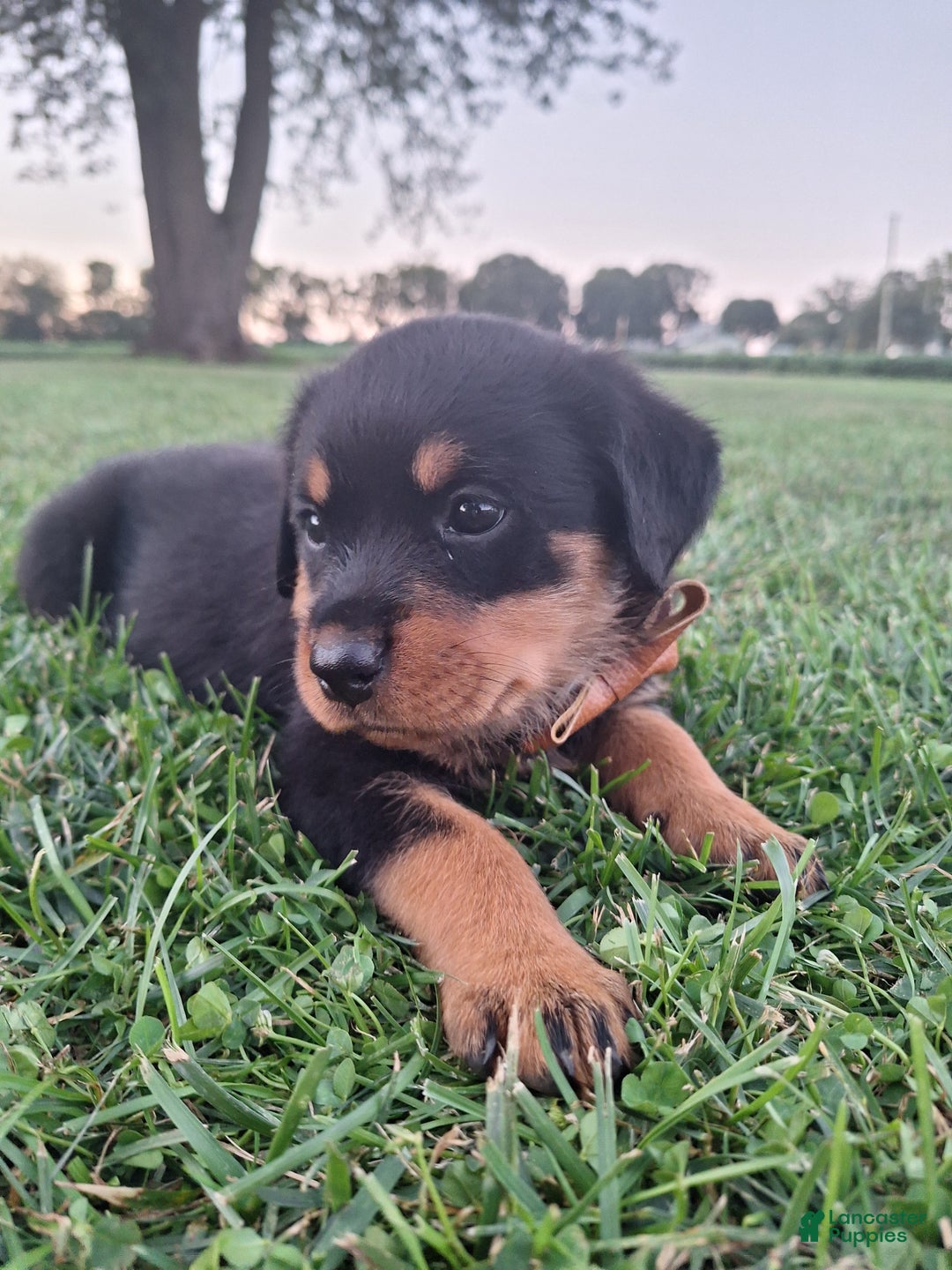 Old Rottweiler A Rottweiler Puppy Rottweiler Price In India