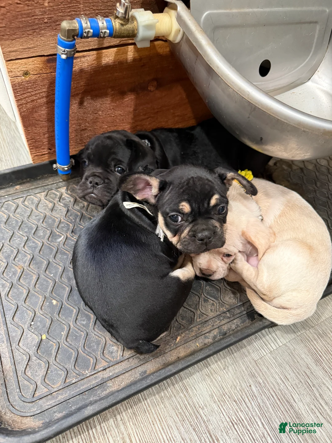 Mixed Breed dogs for sale: Mixed Breed 3 - Ad 1