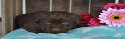 Labrador Retriever dogs for sale: Lizzie - Ad 2