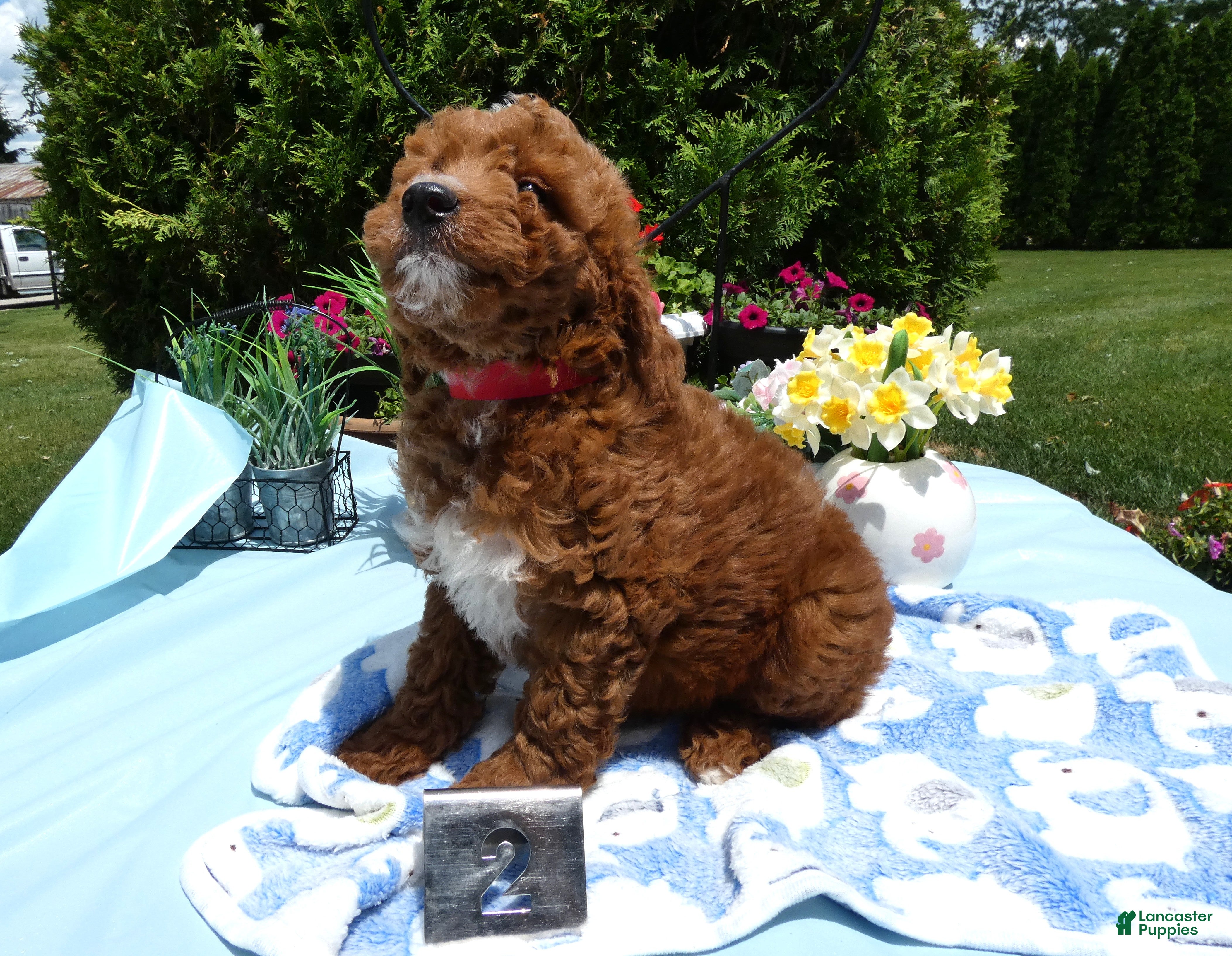 Mini Goldendoodle dogs Mini Goldendoodle 2 Skipper - Ad 5