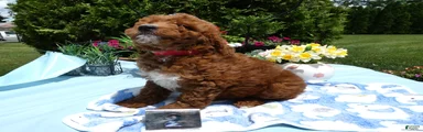 Mini Goldendoodle 2 Skipper