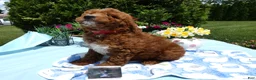Mini Goldendoodle dogs for sale: Mini Goldendoodle 2 Skipper - Ad 1