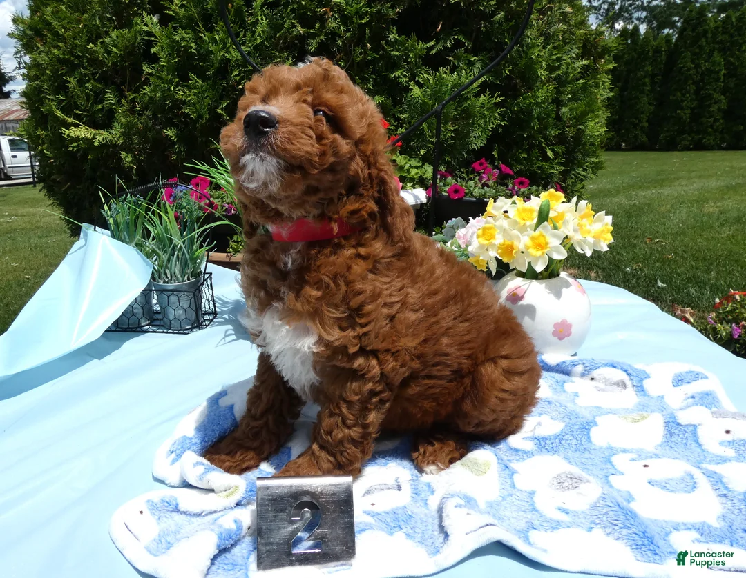Mini Goldendoodle dogs for sale: Mini Goldendoodle 2 Skipper - Ad 1