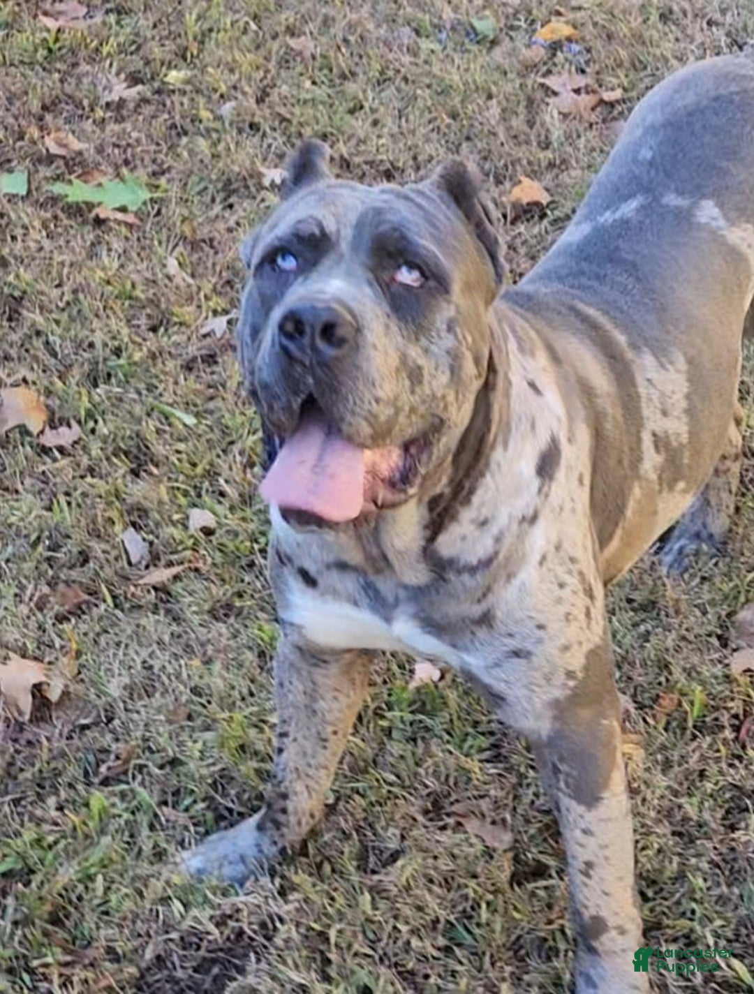 Cane Corso dogs for sale: Patches - Ad 4