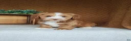 Havanese dogs for sale: Evan - Ad 4
