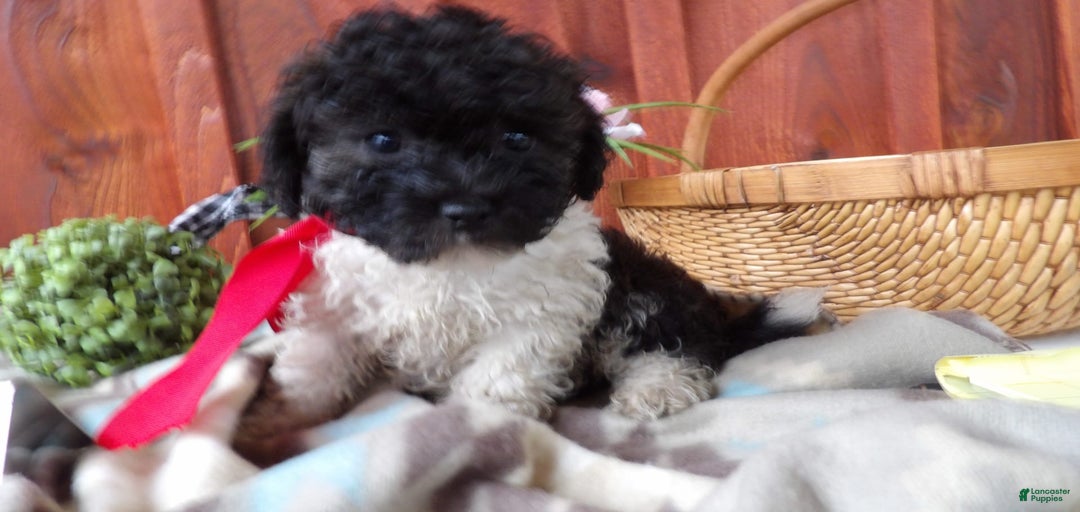 Gallery Image {{count}}