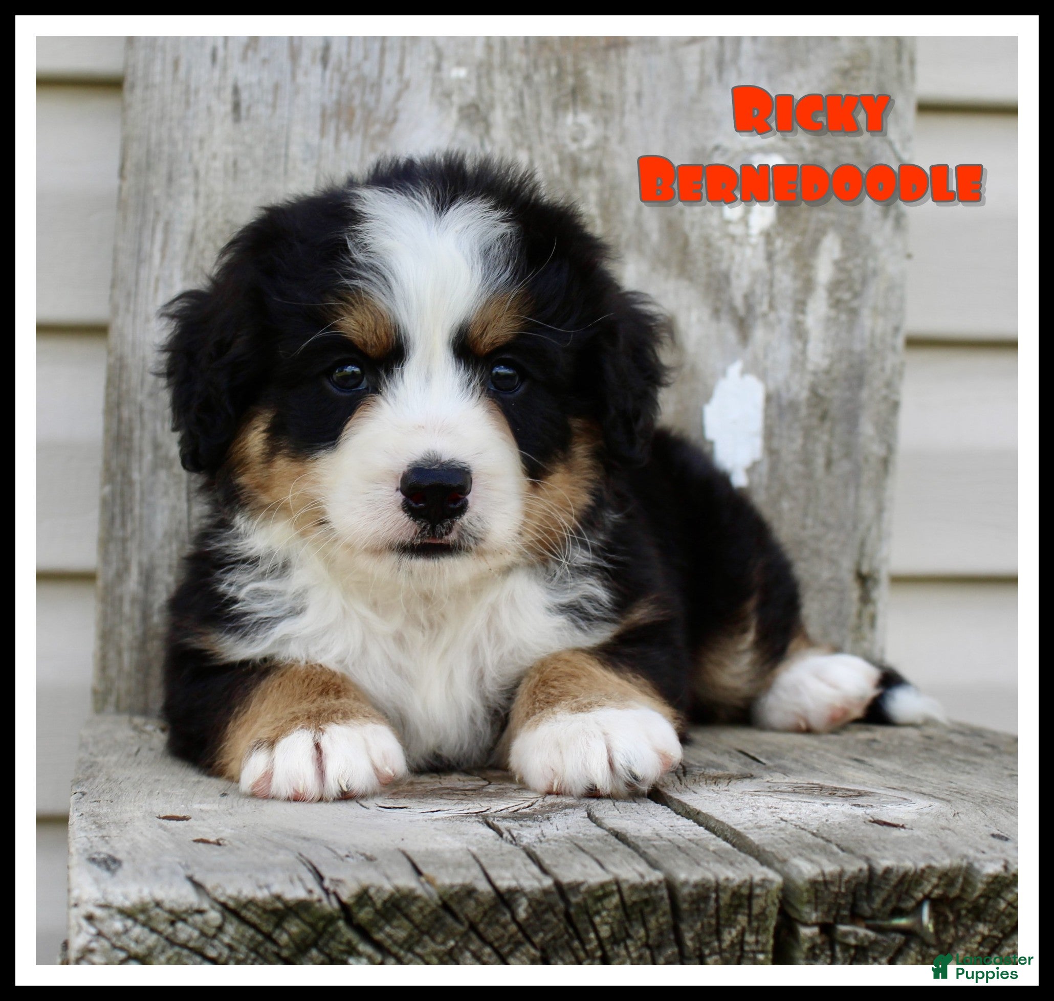 Bernedoodle dogs Ricky - Ad 1