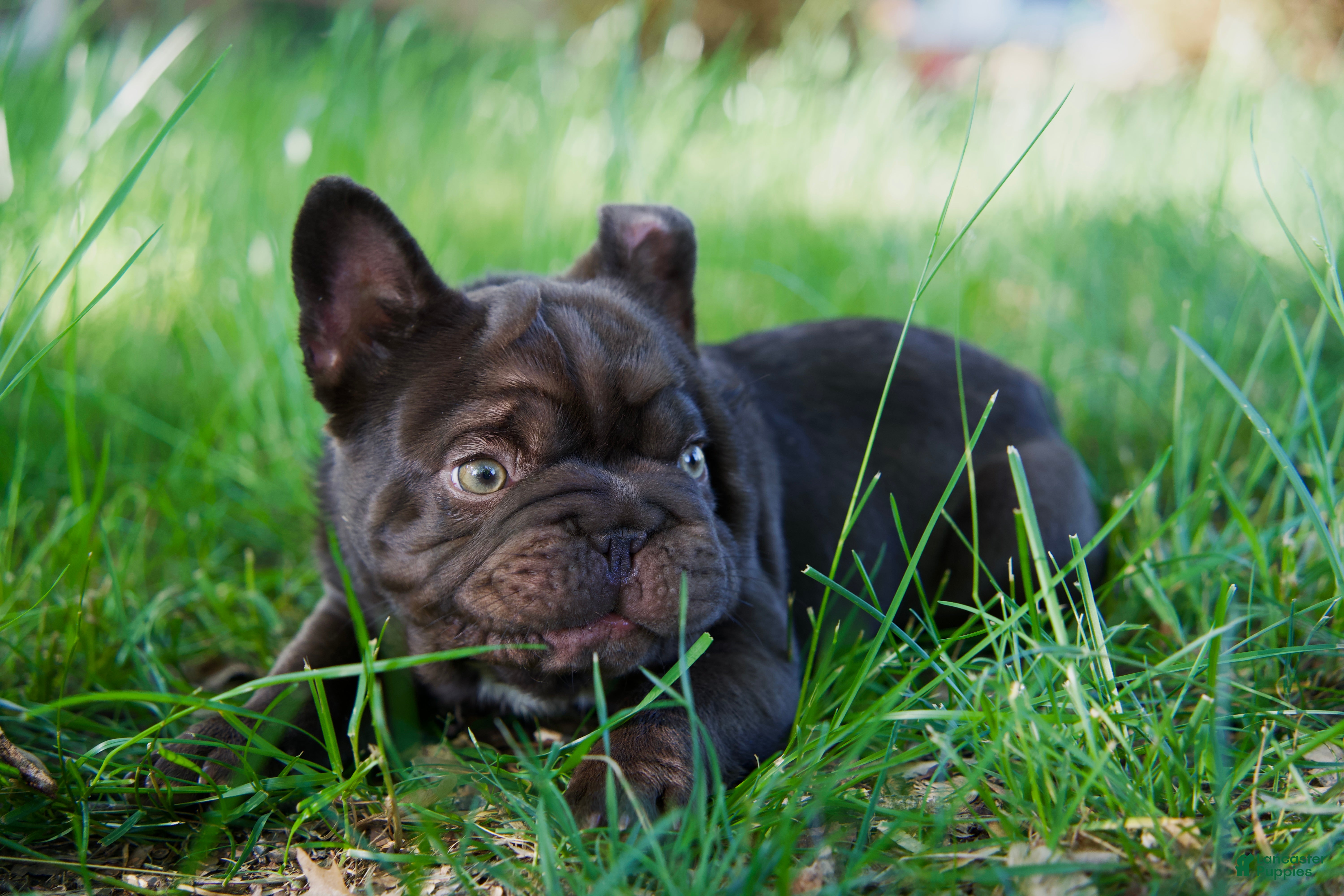 French Bulldog dogs Bean, - Ad 1