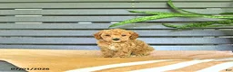 Miniature Poodle dogs for sale: Cornelius - Ad 3